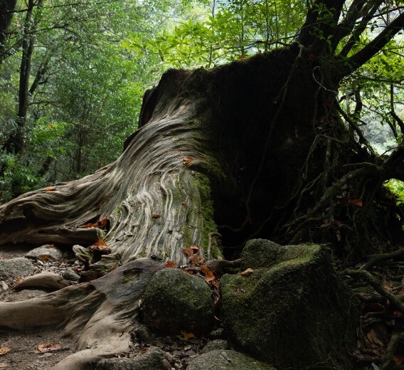 Yakushima gigantic tree